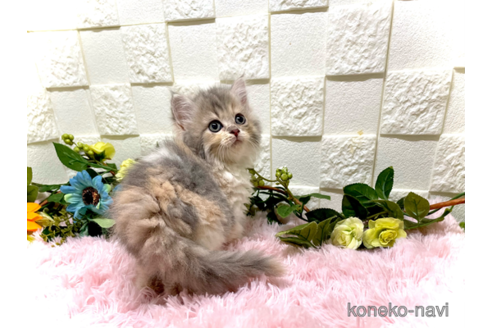 成約済の埼玉県のスコティッシュフォールド-61309の3枚目